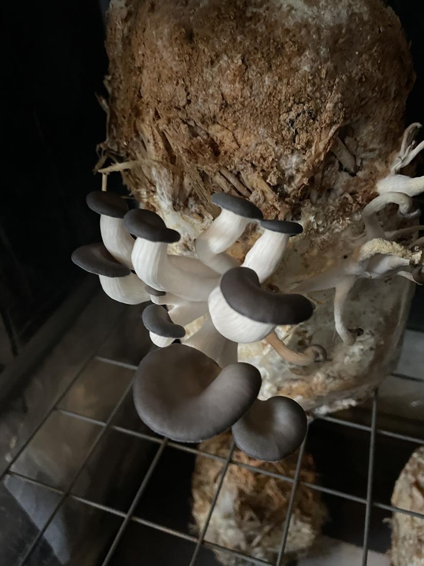 Black pearl oyster mushrooms growing