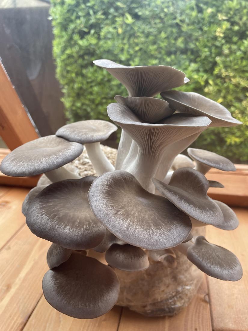 Grey oyster mushrooms
