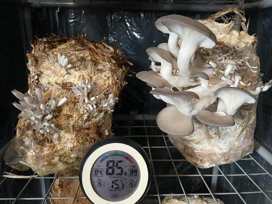 Grow tent with pins and blue oyster