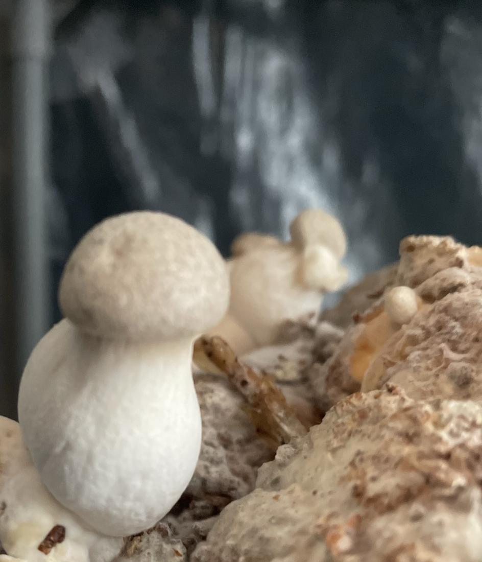 King oyster pins