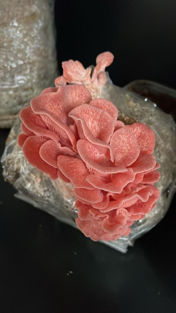 Pink oyster mushrooms