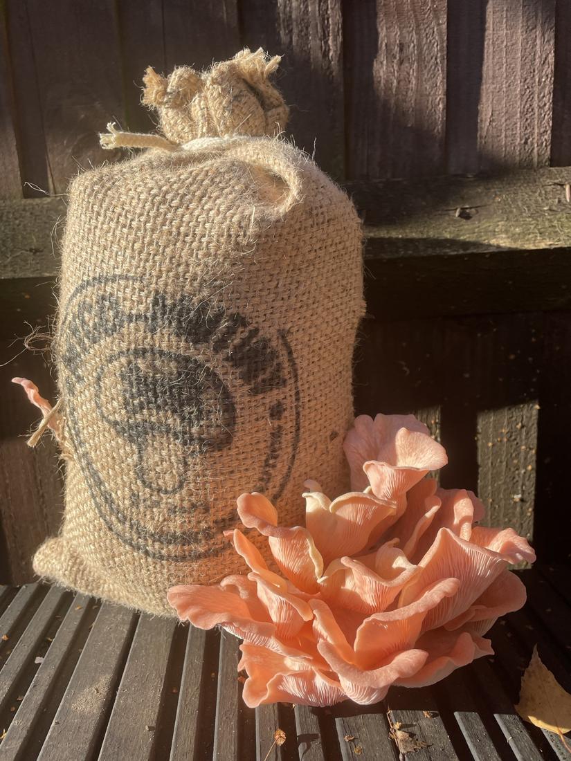 Pink oyster mushrooms growing from a hessian sack