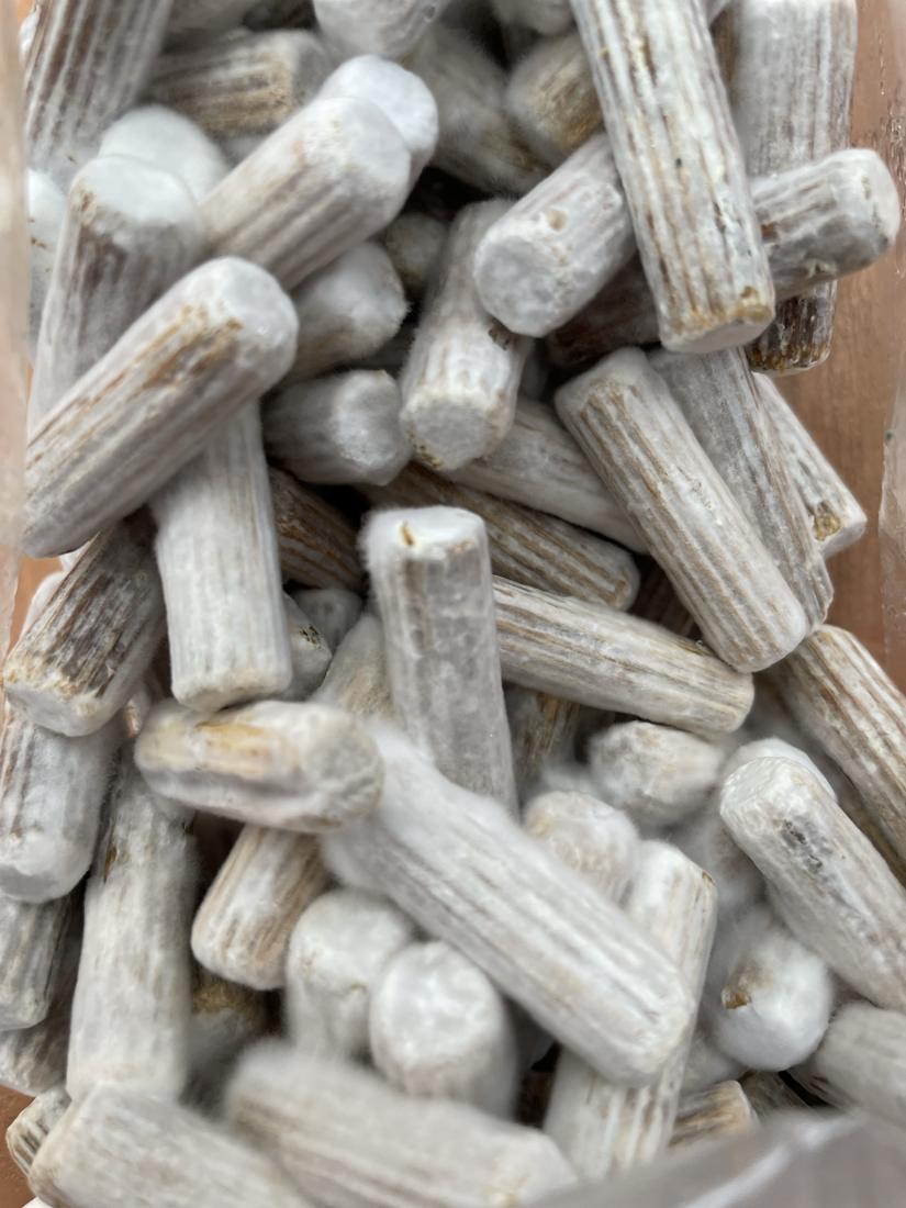 Dowels colonised with white mycelium